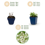 Green boutiQ - Stauden - Nepeta faassenii Snowflake - Katzenminze - Bienen- und Schmetterlingsmagnet - Weiß - 24 Pflanzen - Topf 11cm - Höhe 15-25cm