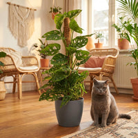 Green boutiQ - Kamerplant - Monkey Mask - Monstera Andansonii Mosstok - Groen - Weinig onderhoud - 1 Plant - met Potter Grijs - Pot 19cm - Hoogte 90cm