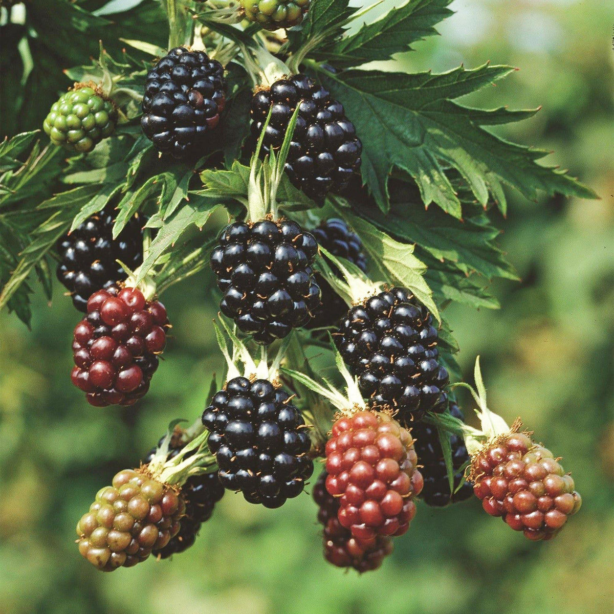 Green boutiQ - Plant fruitier - Rubus fruticosus Thornless Evergreen - Ronce - Sans épines - Mûre noire - 2 plantes - Pot 15cm - Hauteur 50cm