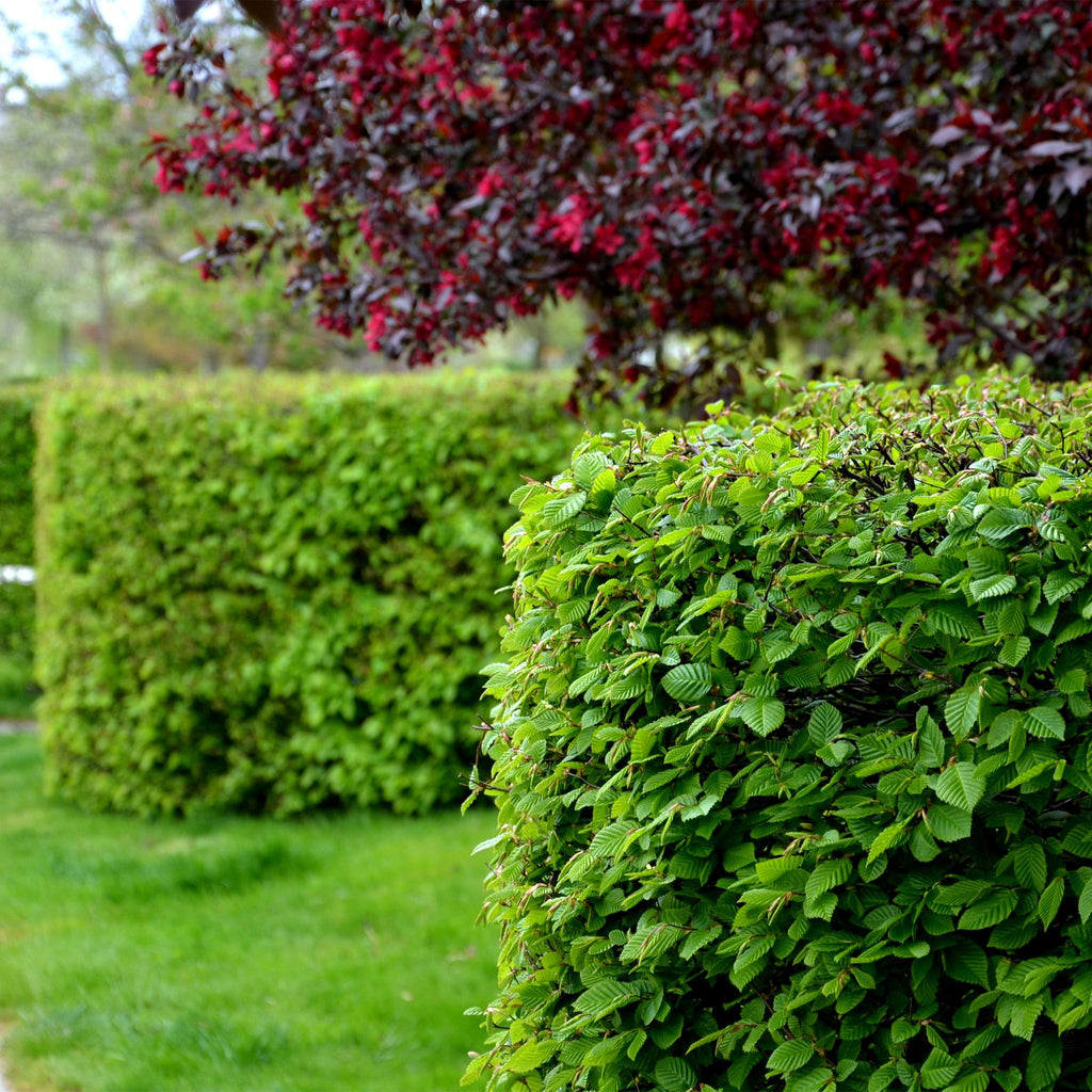 Green boutiQ - Haies - Carpinus betulus - feuillage vert - 6 plantes - 1 mètre linéaire - caduc - pot 17 cm hauteur 55 cm