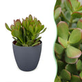 6x Crassula Ovata - Jade plant - Green - Succulent/cactus - incl. grijze pot - Ø12cm