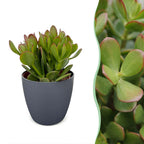 6x Crassula Ovata - Jade plant - Green - Succulent/cactus - incl. grijze pot - Ø12cm