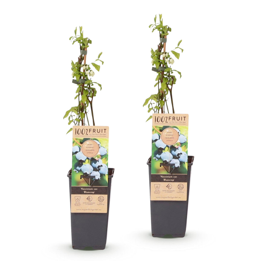 Green boutiQ - Fruit - Vaccinium corymbosum Bluecrop - Myrtillier - Rustique - Myrtille - 2 Plantes - Pot 15cm - Hauteur 50cm