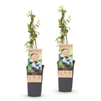 Green boutiQ - Fruit - Vaccinium corymbosum Bluecrop - Myrtillier - Rustique - Myrtille - 2 Plantes - Pot 15cm - Hauteur 50cm