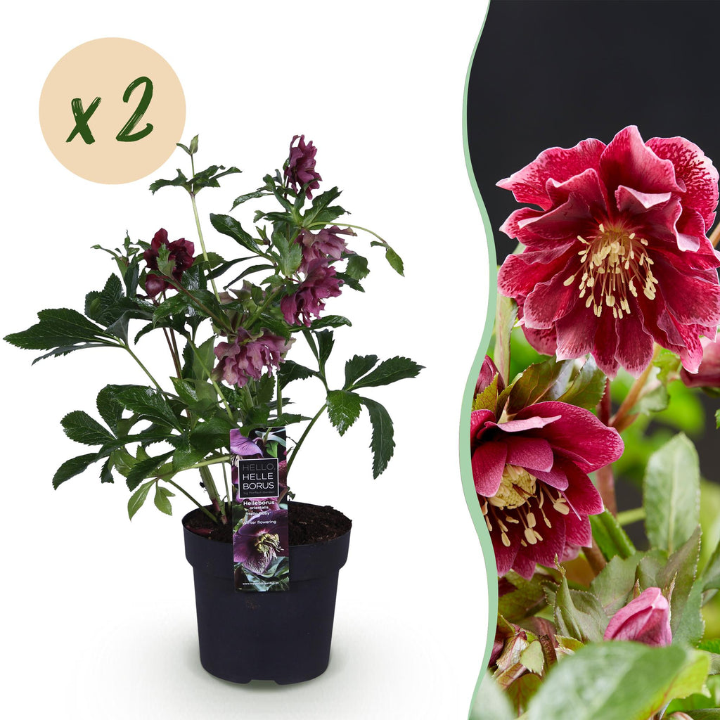 Green boutiQ - Plante de jardin - Rose de Carême - Helleborus orientalis Double Ellen Red - Fleur rouge - 2 Plantes - Persistante - Pot 14cm Hauteur 35cm