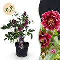 Green boutiQ - Plante de jardin - Rose de Carême - Helleborus orientalis Double Ellen Red - Fleur rouge - 2 Plantes - Persistante - Pot 14cm Hauteur 35cm