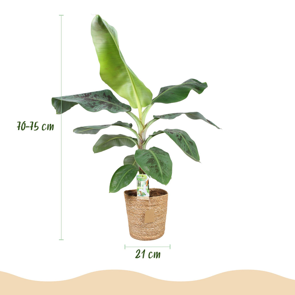 Green BoutiQ - Green is... Plantes d'intérieur - Musa acuminata Dwarf Cavendish - Bananier - Peu d'entretien - avec panier - Vert - 1 plante - Pot 21cm - Hauteur 70-75cm