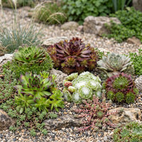 24x - Sempervivum Big Sam - Ø7cm - ↕10-12cm