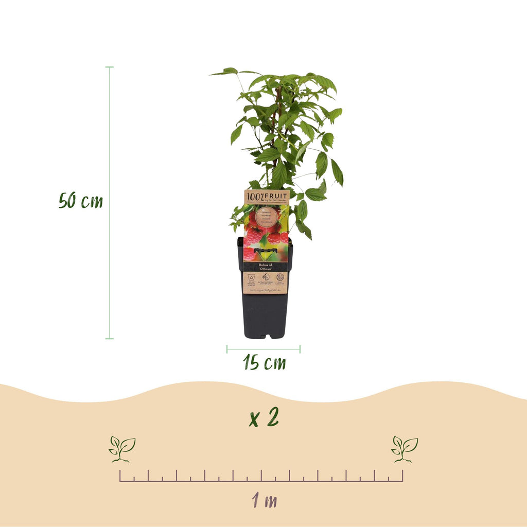 Green boutiQ - Framboisier - Rubus idaeus Ottawa - Plant de framboisier - Rustique - Framboise rouge - 2 plantes - Pot 15 cm - Hauteur 50 cm