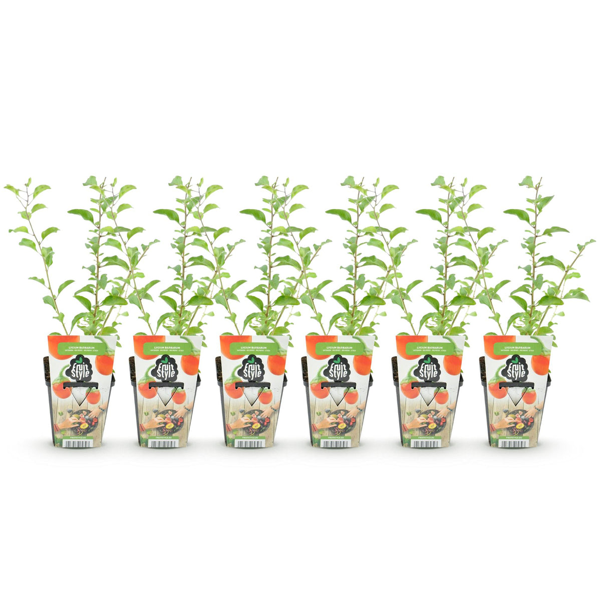 Green boutiQ - Plants fruitiers - Goji - Lycium Barbarum - Rustique - 6 plantes - Pot 9 cm - Orange - Fruit rouge