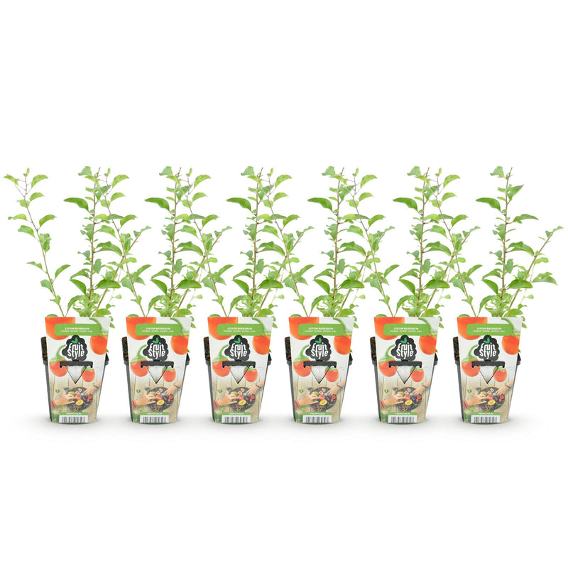 Green boutiQ - Fruitplanten - Goijbes - Lycium Barbarum - Winterhard - 6 Planten - Pot 9 cm - Oranje - Rode Vrucht