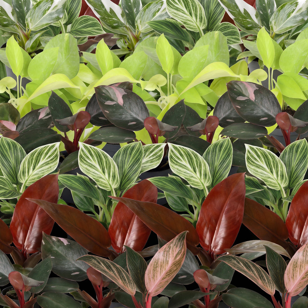 6x Baby Philodendron Family - White - Pink - Yellow - Green - Red - Tropical - incl. Linnea Honey - Ø6cm - ↕10-15cm