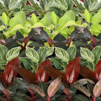 6x Baby Philodendron Family - White - Pink - Yellow - Green - Red - Tropical - incl. Linnea Honey - Ø6cm - ↕10-15cm