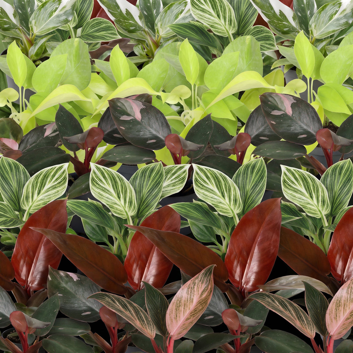 6x Baby Philodendron Family - White - Pink - Yellow - Green - Red - Tropical - incl. Linnea Honey - Ø6cm - ↕10-15cm