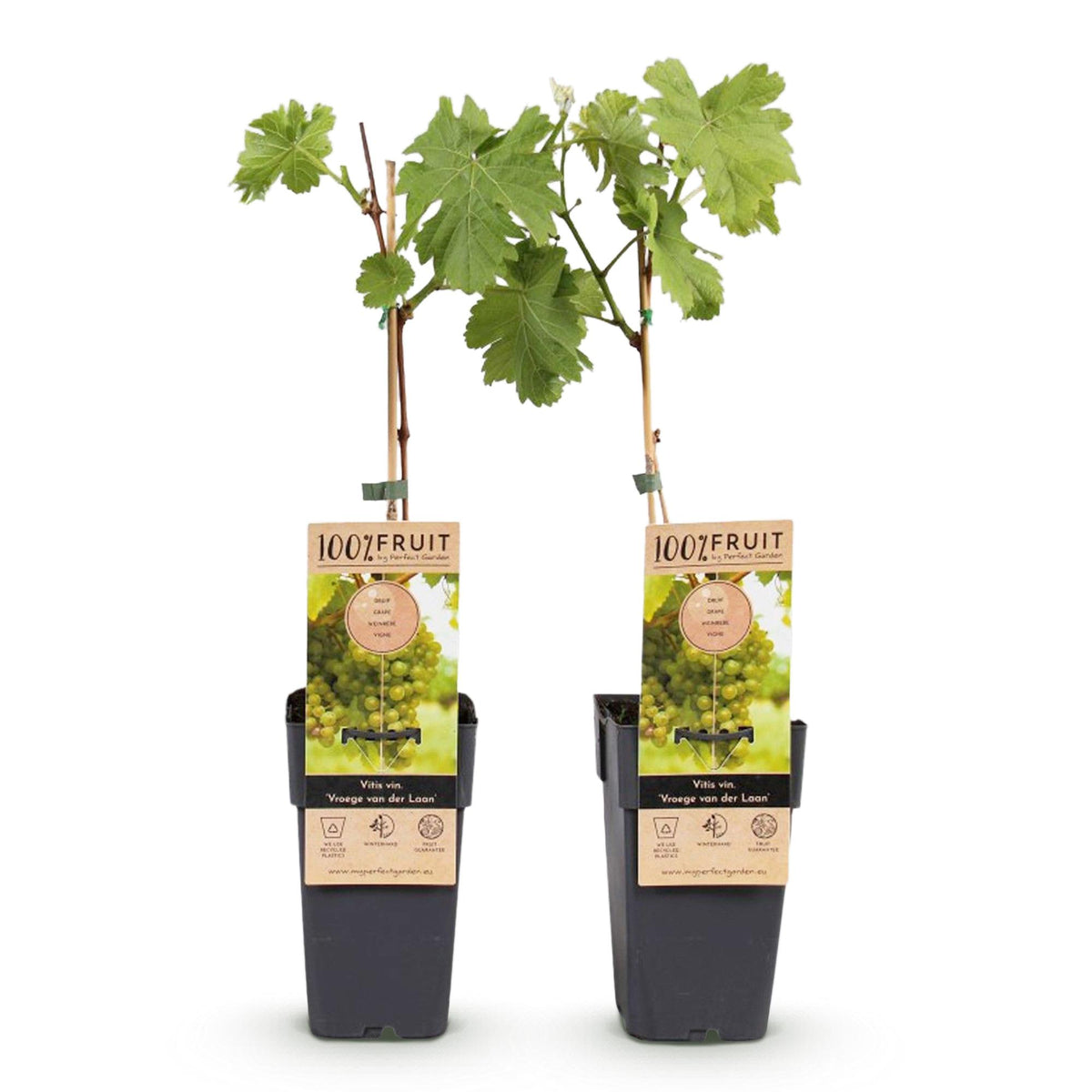 Green boutiQ - Fruitplant - Vitis vinifera Vroege van der Laan - Druivenplant - Winterhard - Witte Druif - 2 Planten - Pot 15cm - Hoogte 50cm