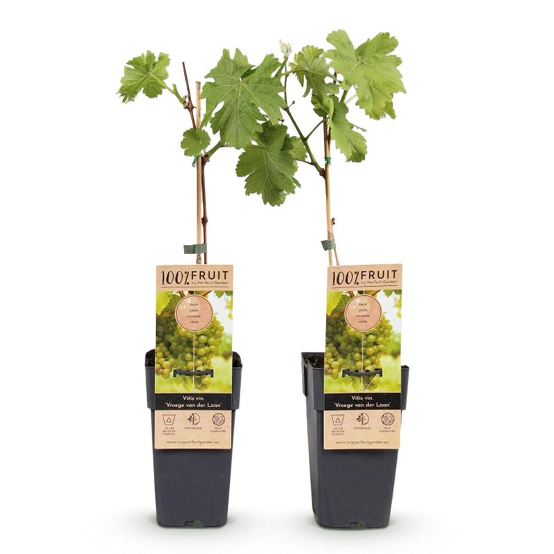Green boutiQ - Fruitplant - Vitis vinifera Vroege van der Laan - Druivenplant - Winterhard - Witte Druif - 2 Planten - Pot 15cm - Hoogte 50cm