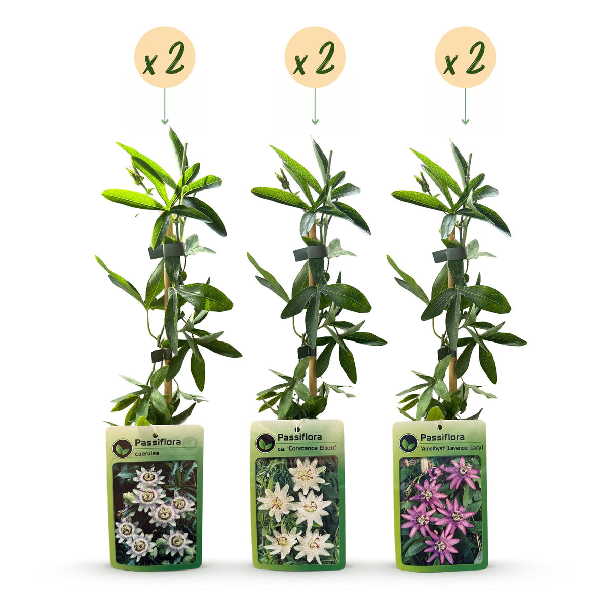 6x Passiflora Tricolour - Tricolour passion flower - White - Purple - Pink - Climber - Ø9cm - ↕35cm