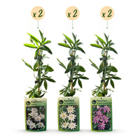 6x Passiflora Tricolour - Tricolour passion flower - White - Purple - Pink - Climber - Ø9cm - ↕35cm