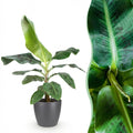 Green BoutiQ - Plantes d'intérieur - Musa acuminata Dwarf Cavendish - Bananier - Peu d'entretien - Vert - 1 plante - avec pot gris - Pot 21 cm - Hauteur 70-75 cm