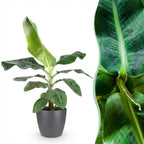 Green BoutiQ - Plantes d'intérieur - Musa acuminata Dwarf Cavendish - Bananier - Peu d'entretien - Vert - 1 plante - avec pot gris - Pot 21 cm - Hauteur 70-75 cm