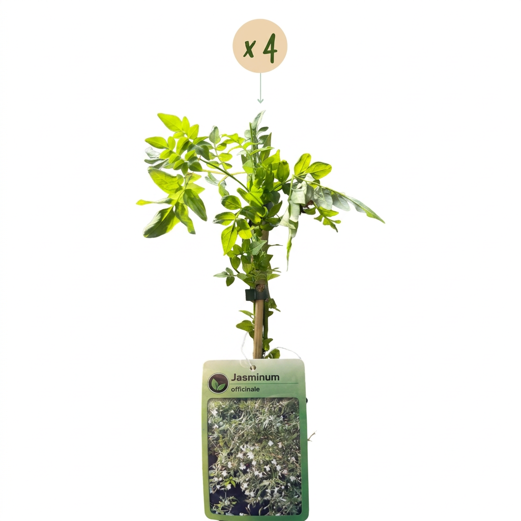 4x Jasminum officinale - Common Jasmine - White - Climber - Ø9cm - ↕35cm