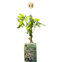 4x Jasminum officinale - Common Jasmine - White - Climber - Ø9cm - ↕35cm