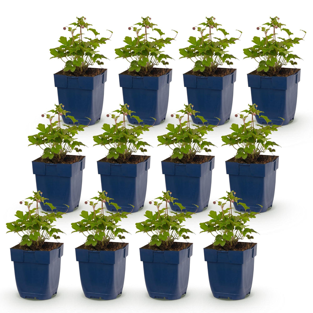 Green boutiQ - Vasteplant - Anemone Tricolour - Herfst Anemone - Schaduw - Donker Roze - Roze - Wit - 12 Planten - Pot 11cm - Hoogte 15-25cm