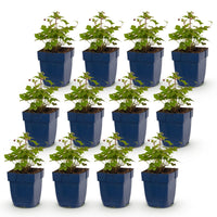 Green boutiQ - Vasteplant - Anemone Tricolour - Herfst Anemone - Schaduw - Donker Roze - Roze - Wit - 12 Planten - Pot 11cm - Hoogte 15-25cm