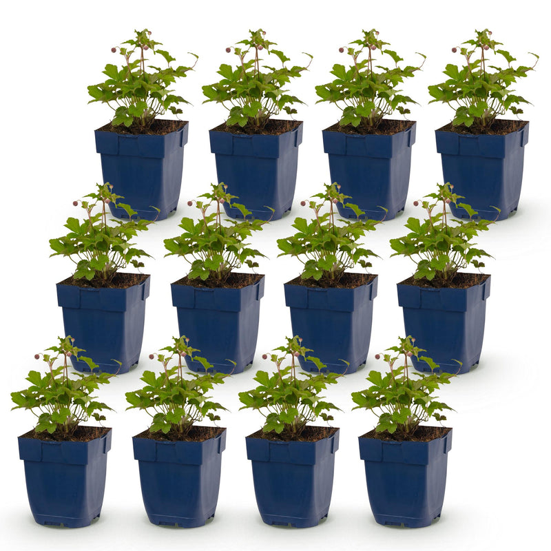 Green boutiQ - Vasteplant - Anemone Tricolour - Herfst Anemone - Schaduw - Donker Roze - Roze - Wit - 12 Planten - Pot 11cm - Hoogte 15-25cm