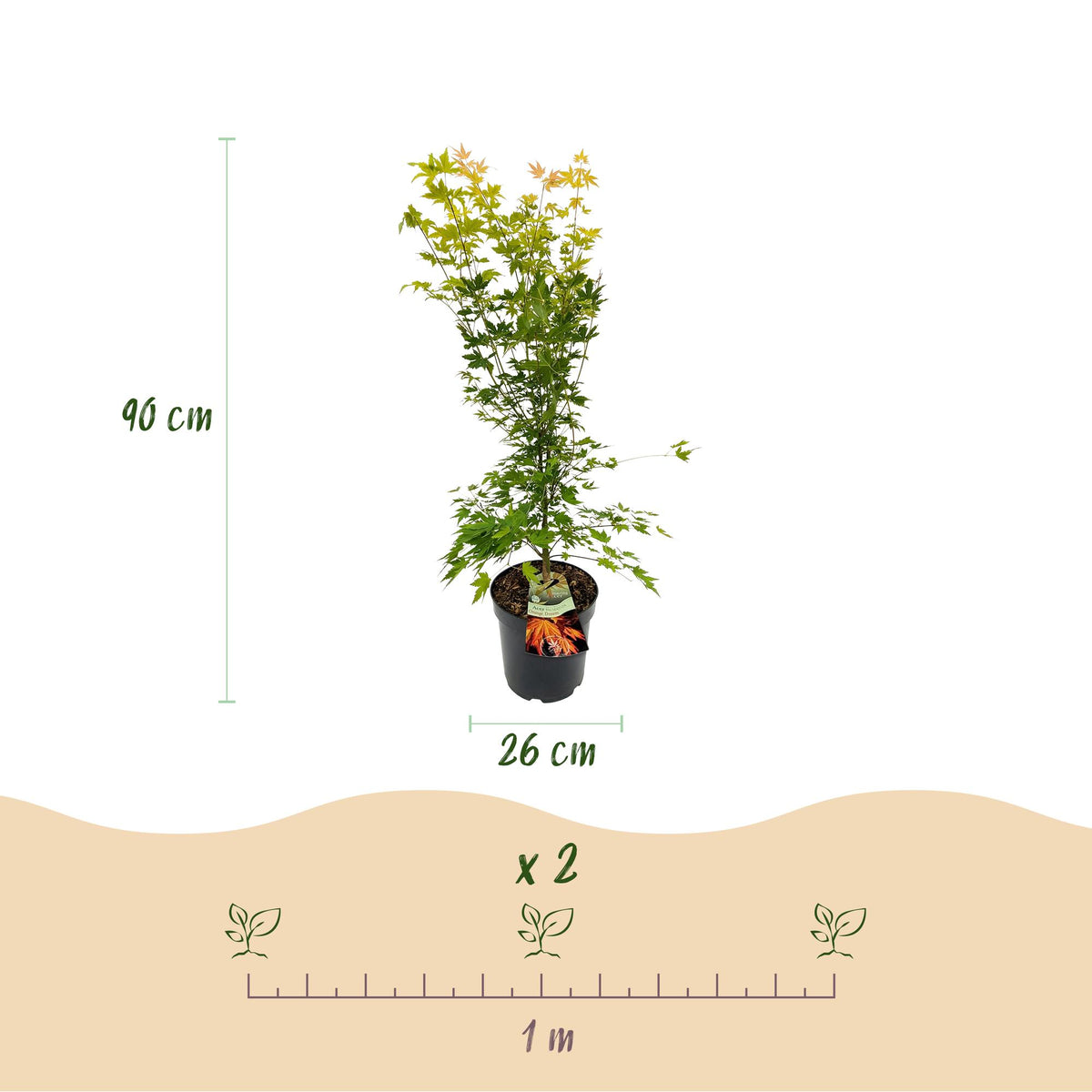 Green boutiQ - Plante d'extérieur - Acer palmatum Orange Dream - Érable du Japon - Caduc - Orange - 1 - Pot 26cm - Hauteur 90cm