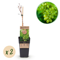 Green boutiQ - Fruitplant - Vitis vinifera Himrod - Druivenplant - Pitarm - Witte Druif - 2 Planten - Pot 15cm - Hoogte 50cm
