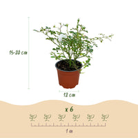 Green boutiQ - Tuin Roos - Rosa White Fairy - Roos - Winterhard - Wit - 3 Planten - Pot 12cm - Hoogte Hoogte 20-25cm