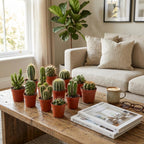 Mini Cactus Set - 18 Pièces - Ø 5.5 cm - Hauteur : 5-10 cm