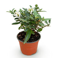 Green boutiQ - Tuinplant - Buddleja davidii Butterfly Candy Little White - Vlinderstruik - Compact - Wit - 1 Plant - Pot 12cm - Hoogte 20-25cm