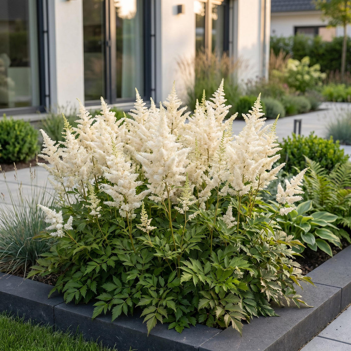 Green boutiQ - Plante vivace - Astilbe (J) Deutschland - Astilbe - Ombre - Blanc - 3 Plantes - Pot 11cm - Hauteur 15-25cm
