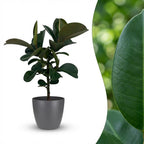 Green boutiQ - Zimmerpflanze - Gummibaum - Ficus Elastica Cloe - Grün - Pflegeleicht - 1 Pflanze - mit Topf Grau - Topf 19cm - Höhe 65cm