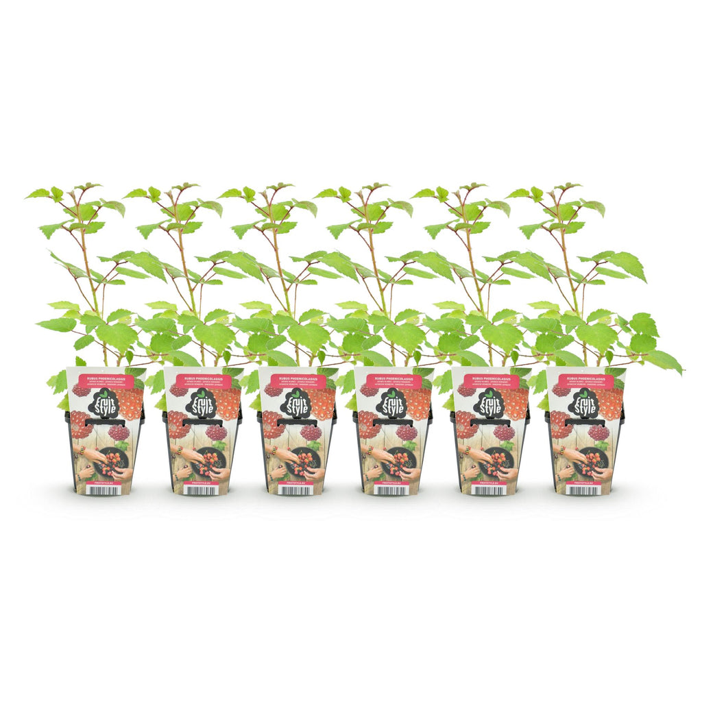 Green boutiQ - Plants fruitiers - Framboisier du Japon - Rubus Phoenicolasius - Rustique - 6 plantes - Pot 9 cm - Baie rouge