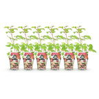 Green boutiQ - Plants fruitiers - Framboisier du Japon - Rubus Phoenicolasius - Rustique - 6 plantes - Pot 9 cm - Baie rouge