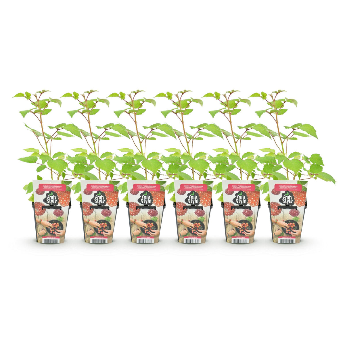Green boutiQ - Plants fruitiers - Framboisier du Japon - Rubus Phoenicolasius - Rustique - 6 plantes - Pot 9 cm - Baie rouge