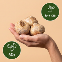 60x Fritillaria Meleagris Mix - Kievitsbloem mix - Paars en Wit - Verwilderingsbol - Bolmaat 6/7