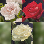 Green boutiQ - Rosier grimpant - Rosa Tricolour - Fleurs roses, blanches et rouges - Peu d'entretien - 3 plantes - Pot 11cm Hauteur 40cm