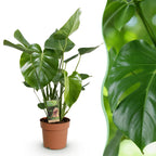Green BoutiQ - Green is... Plantes d'intérieur - Monstera Deliciosa - Plante à trous - Peu d'entretien - Vert - 1 plante - Pot 21cm - Hauteur 70-80cm