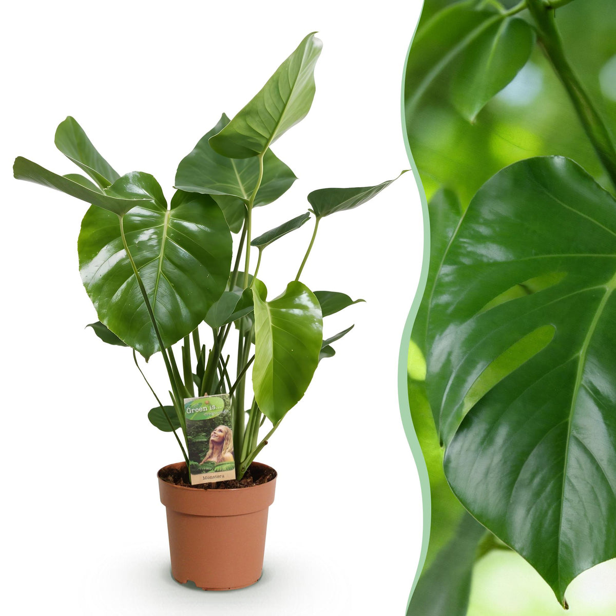 Green BoutiQ - Green is... Plantes d'intérieur - Monstera Deliciosa - Plante à trous - Peu d'entretien - Vert - 1 plante - Pot 21cm - Hauteur 70-80cm