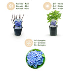 Green boutiQ - Hortensia - Hydrangea macrophylla Bleu - Fleur Bleue - 3 Plantes - 1m2 - Caduc - Peu d'entretien - Pot 17cm Hauteur 30cm