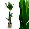Green boutiQ - Plante d'intérieur - Yucca elephantipes - Yucca - Peu d'entretien - Vert - 1 - Pot 24cm - Hauteur 140cm