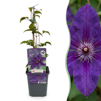 Clematis The President - Bosrank De President - Paars - Klimplant - Ø9cm - ↕35cm