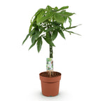 Green BoutiQ - Green is... Plantes d'intérieur - Pachira Aquatica tronc tressé - Arbre à monnaie - Peu d'entretien - Vert - 1 plante - Pot 21cm - Hauteur 80-90cm