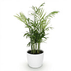 Green boutiQ - Zimmerpflanze - Chamaedorea elegans - Bergpalme - Haustierfreundliche Pflanze - Grün - 1 Pflanze - mit Topf Weiß - Topf 12cm - Höhe 15cm