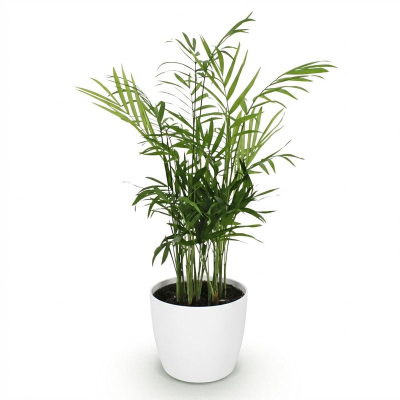 Green boutiQ - Kamerplant - Chamaedorea elegans - Goudpalm - Huisdiervriendelijke Plant - Groen - 1 Plant - met Potter Wit - Pot 12cm - Hoogte 15cm