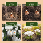 120x Crocus White - Witte krokus - Diversen - Verwilderingsbol - Bolmaat 7/8